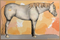 Horse Color:Buckskin Roan Pearl Sabino