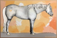 Horse Color:Palomino Pearl Dun Sabino 