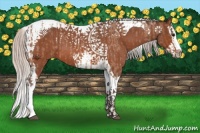 Horse Color:Silver Bay Roan Splash Tobiano  and Silver Bay Roan Splash Tobiano 