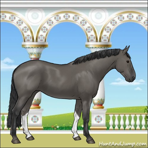 Horse Color:Grullo 