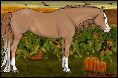 Horse Color:Chestnut Splash 