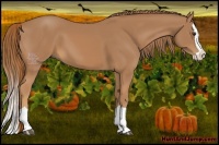 Horse Color:Chestnut Splash 