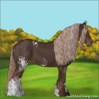 Horse Color:White Spotted Liver Chestnut