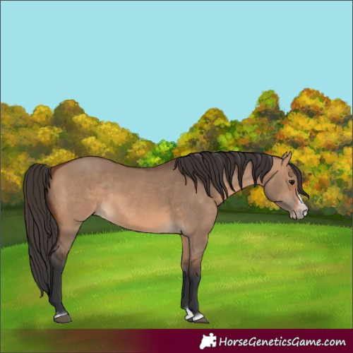 Horse Color:Bay Dun Splash Frame Rabicano