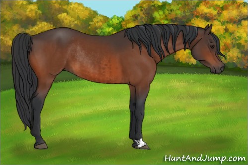 Horse Color:Brown Rabicano and Brown Rabicano