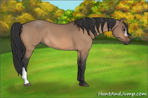 Horse Color:Bay Dun 