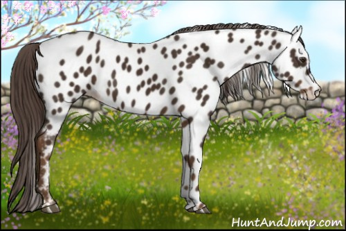 Horse Color:Liver Chestnut Appaloosa 