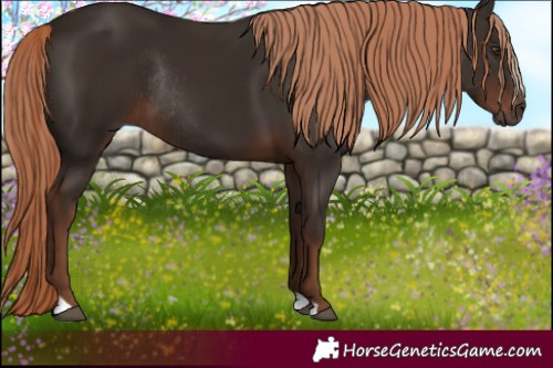 Horse Color:Liver Chestnut Rabicano 