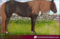 Horse Color:Liver Chestnut Rabicano