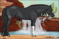 Horse Color:Black 
