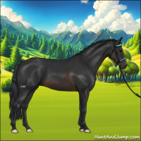 Horse Color:Brown 