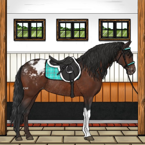 Horse Color:Bay Blanket Rabicano