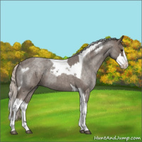 Horse Color:Silver Blue Roan Splash Tobiano  and Silver Blue Roan Splash Tobiano 