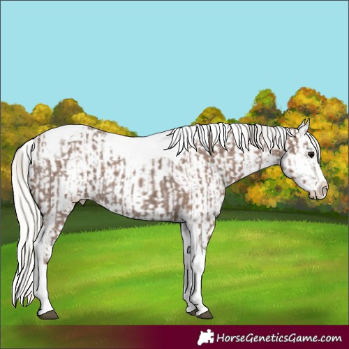 Horse Color:Silver Blue Roan Splash Tobiano  and Silver Blue Roan Splash Tobiano Appaloosa 
