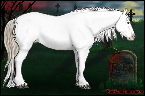 Horse Color:Chestnut Appaloosa 