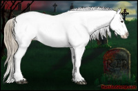 Horse Color:Chestnut Appaloosa 