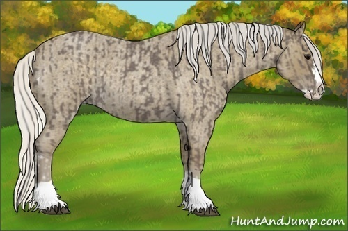 Horse Color:Unknown 