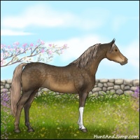 Horse Color:Chocolate Palomino 