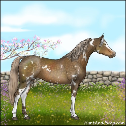 Horse Color:White Spotted Chocolate Palomino