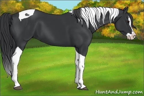 Horse Color:Black Splash Tobiano 