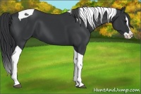 Horse Color:Black Splash Tobiano 