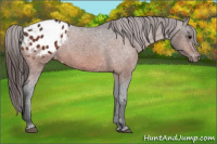 Horse Color:Bay Appaloosa 