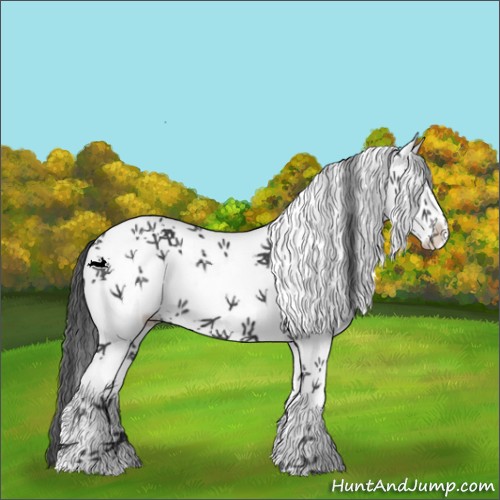 Horse Color:White Spotted Black 