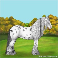 Horse Color:White Spotted Black