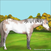 Horse Color:Bay Frame Appaloosa