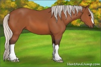 Horse Color:Silver Bay 