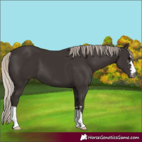 Horse Color:Gray Silver Black 
