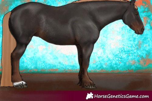 Horse Color:Liver Chestnut Rabicano 