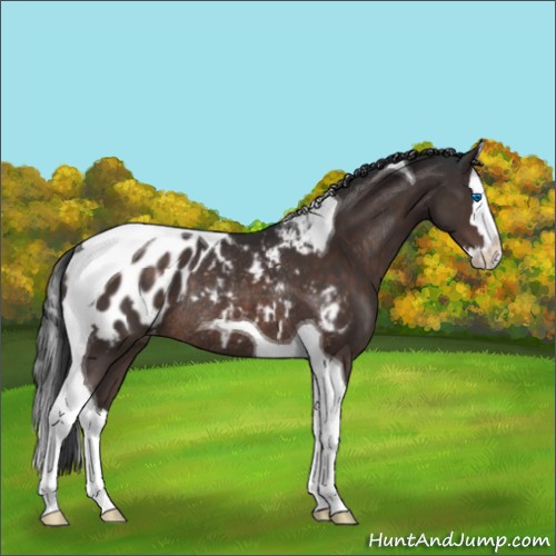 Horse Color:Brown Sabino Splash Tobiano Appaloosa Rabicano 