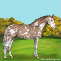 Horse Color:Chestnut Sabino Splash Rabicano 