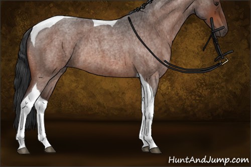 Horse Color:Brown Roan Tobiano Rabicano