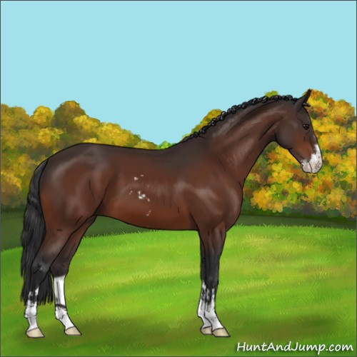 Horse Color:Bay Sabino 