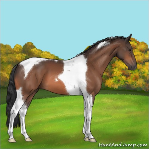 Horse Color:Bay Tobiano 