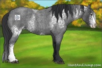 Horse Color:White Spotted Blue Roan Splash
