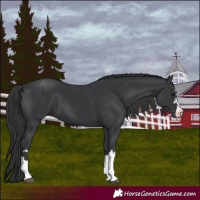 Horse Color:Black 