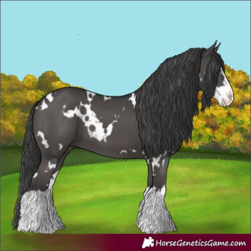 Horse Color:White Spotted Black Splash