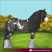 Horse Color:White Spotted Black Splash 
