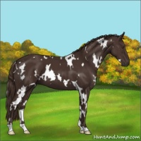 Horse Color:White Spotted Liver Chestnut 