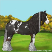 Horse Color:White Spotted Liver Chestnut Splash Appaloosa 