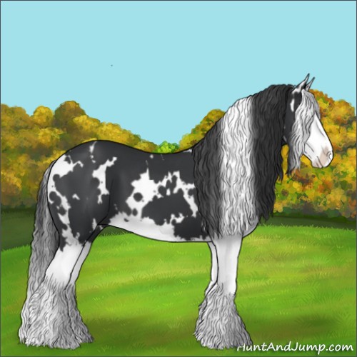 Horse Color:White Spotted Black Splash