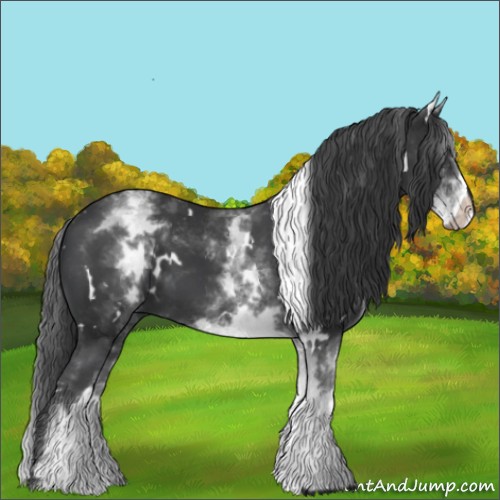 Horse Color:White Spotted Black 
