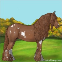 Horse Color:White Spotted Chestnut 