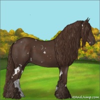 Horse Color:White Spotted Liver Chestnut 