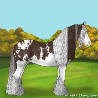 Horse Color:White Spotted Liver Chestnut Splash 