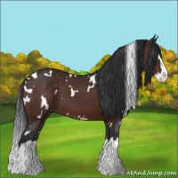 Horse Color:White Spotted Brown Splash 
