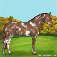 Horse Color:White Spotted Chestnut 